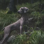 adult greyhound on forest during daytime